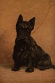 Probably French artist, oil on plate. Black Scottie. Approximately 1930/40 s.