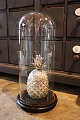 K&Co. presents: 
Decorative, 
old 
cylinder-shaped 
French glass 
Dome / Globe on 
a black wooden 
base for 
exhibition...