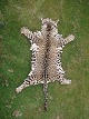Stentoft Antik presents: Jaguar skins with CITES Certificate