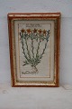 Original hand coloret woodcut about 1600. Pier Andrea Matthioli.12x18 cm