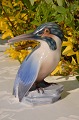 Klits Antik presents: Bing & Grondahl figurine # 1619 Kingfisher