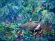 "A peacock with
her cubs"
painting has
been exhibited
at ...