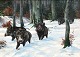 "Wild boar in
winter forest"