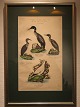 Print by Kærbølling Gannet 1853