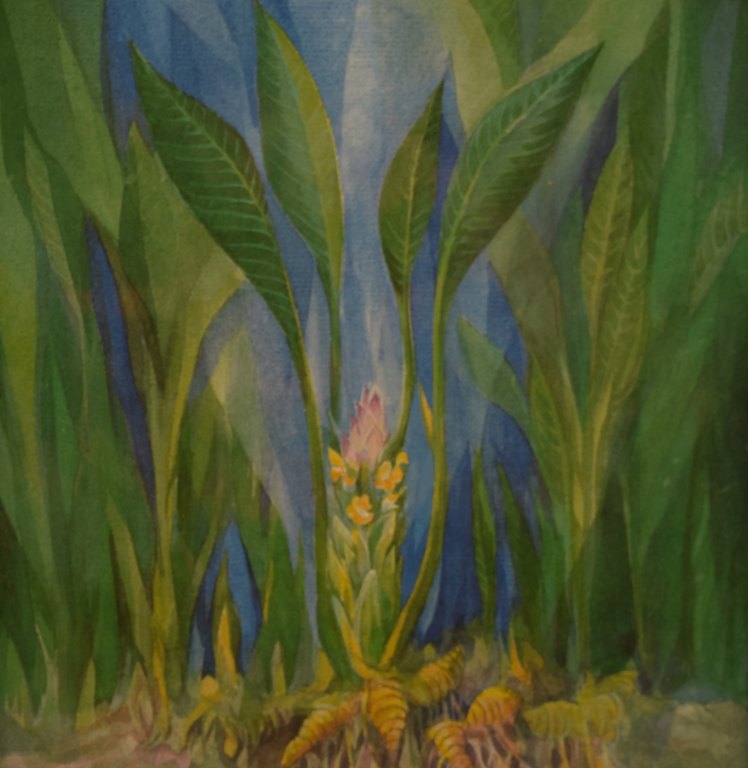 Watercolor on paper, artist unknown, mid 20c.
Flower and tall leaves.