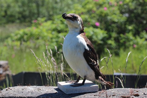 Stuffed razorbill
Alca torda