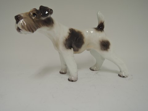 Dahl Jensen
Foxterrier
# 1009