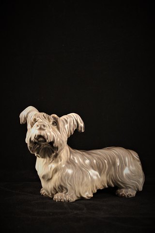 Dahl Jensen , DJ porcelæns figur af Skye terrier hund.
DJ# 1102. 1.sort.
H:11cm. L:15cm.
