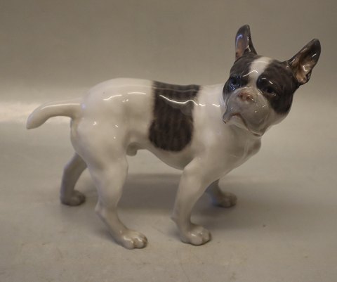 1465-1452 RC French Bulldog standing 17 x 21 cm Lauritz Jensen 1913 Royal 
Copenhagen dog figurine