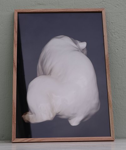 Lars Dyrendom: No #5 Polar Bear B&G 1857  Photo including glass and wooden frame 
62.5 x 42.5 cm