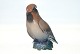 Beautiful Dahl Jensen Figurine, Silk Tail (WaxWing)