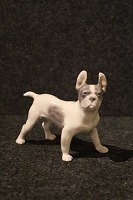 item no: Boston terrier