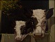 AAGE WANG. (pseudonym for Mark Osmand Curtis). Oil on canvas.
Motif with cows in stable door.