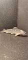 Bing & groendahl trout. Number 1803.