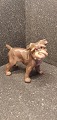 Brussel Griffon dog from Dahl Jensen. Rarely for sale.