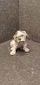 English Bulldog puppy from Dahl Jensen