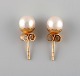 Swedish jeweler. A pair of classic ear studs in 18 carat gold adorned with 
cultured pearls. Mid-20th century.
