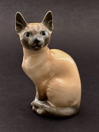 Siamese cat 3281