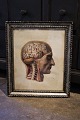 19th century engraving of the anatomy of the human body (head) framed in a 19th 
century silver frame...