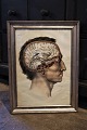 19th century engraving of the anatomy of the human body (head) framed in a 19th 
century silver...