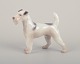 Bing & 
Grøndahl, 
porcelain 
figurine of a 
Wire Fox 
Terrier.