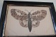 An old composition of a butterfly in the original 
frame
Made of wings from a butterfly
Rare
About 21,5cm x 16cm
In a good condition