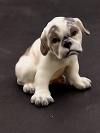 Dahl Jensen  French Bulldog puppy, no. 1139. 