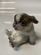 Dahl Jensen, Pekingese puppy
Dec. No. 1134