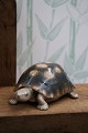 Rare porcelain figurine from Royal Copenhagen of a turtle, from the years 
1898-1923. 
RC#552... Rare porcelain figurine from Royal Copenhagen of a turtle, from the years 
1898-1923. 
RC#552...