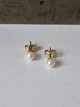 Karstens Antik presents: Akoya pearl stud earrings in 9ct gold