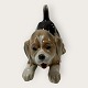 Moster Olga - Antik og Design presents: Bing & GrøndahlBeagle puppy#2564*475 DKK