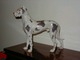 Enormous Bing & Grondahl Dog FigurineGrand Danoir