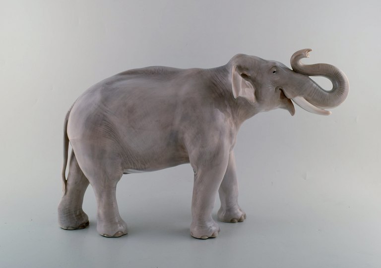 Royal Copenhagen. Very large, rare and impressive elephant with lifted trunk. 
Dated 1894-1900. Model number 2430.