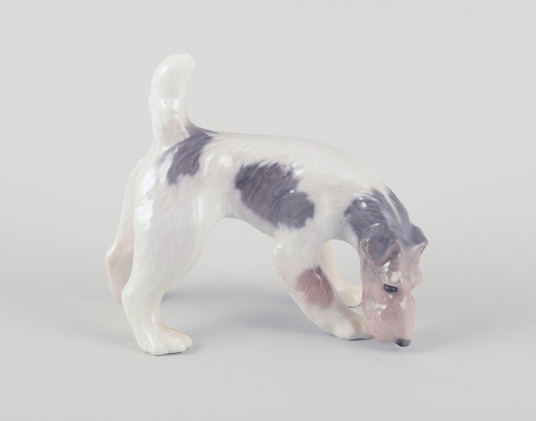 Royal Copenhagen, porcelain figurine of a Wire Fox Terrier.
