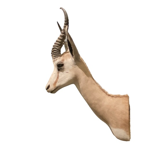 Hunting trophy springbok